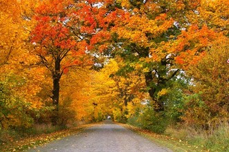 tunnel of trees motorcycle ride michigan