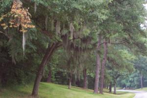 Natchez Trace Parkway