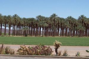 Quartzsite - Yuma Loop