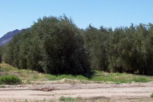 Old Arizona Highway 80