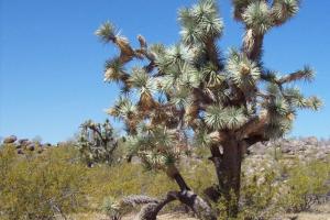 Bagdad Rollercoaster