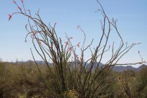 Bagdad Rollercoaster