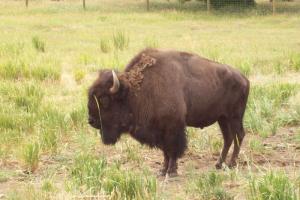 Snowy Range & Woods Landing Loop