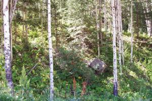 Hotchkiss to Carbondale on Hwy 133