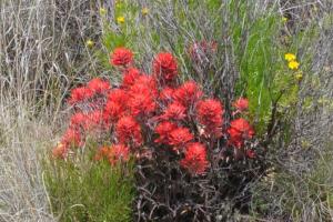 Bagdad to Iron Springs