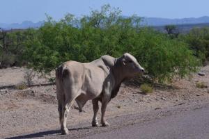 Cascabel Road to Redington Pass