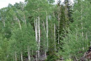 Grand Mesa - Colorado State Route 65