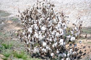 Old Arizona Highway 80