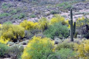 Old Arizona Highway 80