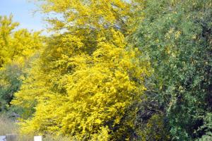 Bagdad Rollercoaster