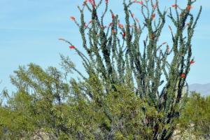 Quartzsite - Yuma Loop