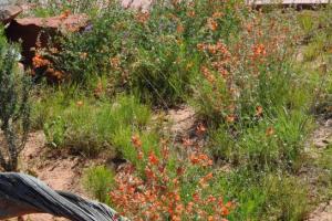 SR 313 to Dead Horse Point