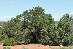 SR 313 to Dead Horse Point