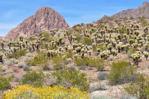 Old Route 66 South of Kingman