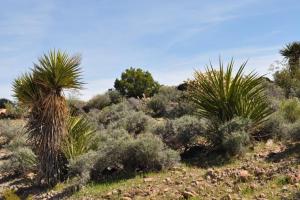 Old Route 66 South of Kingman
