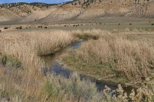 Piceance Creek by County Road 5