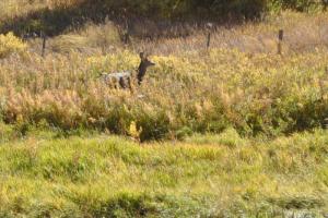 Piceance Creek by County Road 5