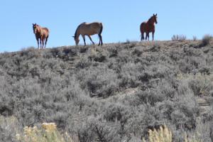 Rangely to Meeker on Route 64