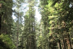 See The World's Smallest & Shortest - Tour (Highway 101)