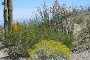 Quartzsite - Yuma Loop