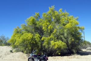 Quartzsite - Yuma Loop