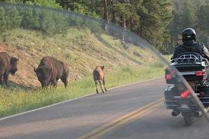 16 A to and thru Custer State Park