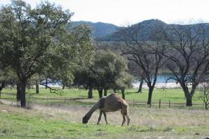 The Three Sisters (AKA The Twisted Sisters)- Ranch Roads 335, 336,337a