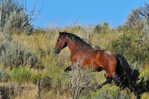 Piceance Creek by County Road 5